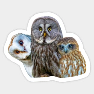 3 Wise Owls Sticker